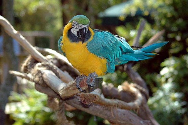 BLUE-AND-YELLOW-MACAW.jpg