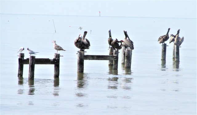 pelicans on pier ms gulf coast may 9.JPG