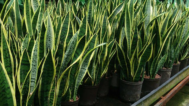 Sansevieria-trifasciata-lidah-mertua.jpg