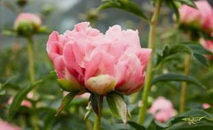 pink-hawaiian-coral-herbaceous-peony-garden-design_11834.jpg