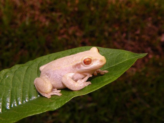 cuban-tree-frog-freestyle-list-photo-u1.jpg