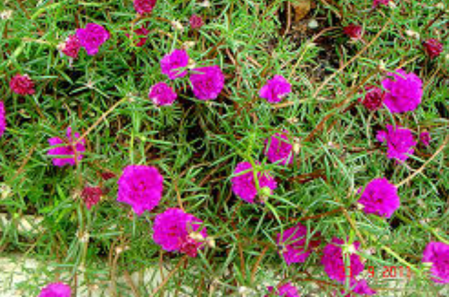 Stubborn Grass Flower at the Backyard — Steemit
