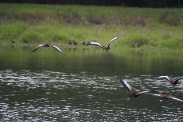 ducks flying also.jpg