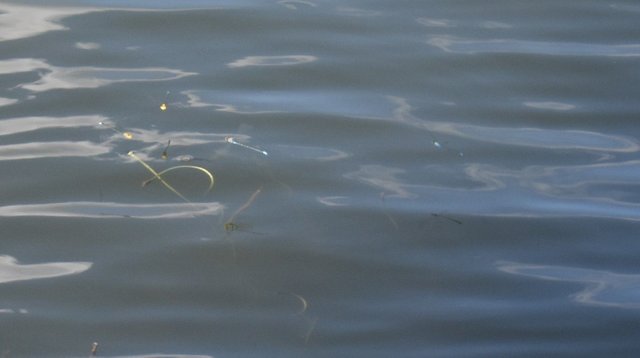 DSC_0042.jpg