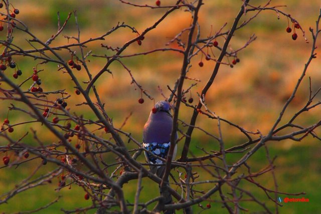 blue jay PFW21-sa0005.JPG