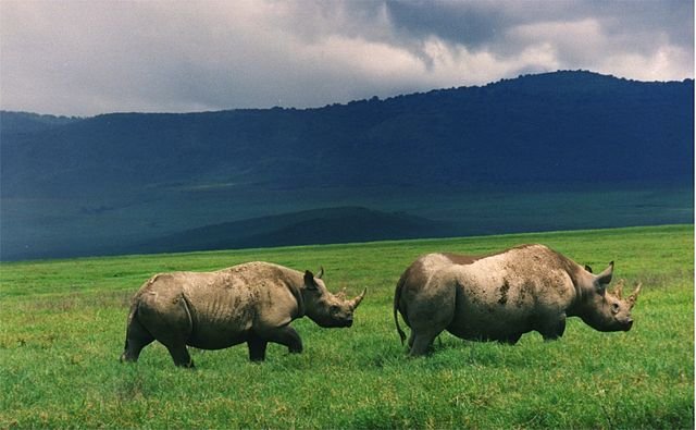 640px-Black_rhinos_in_crater.jpg