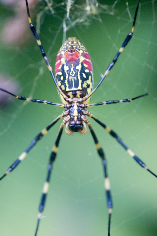 Spider023.jpg