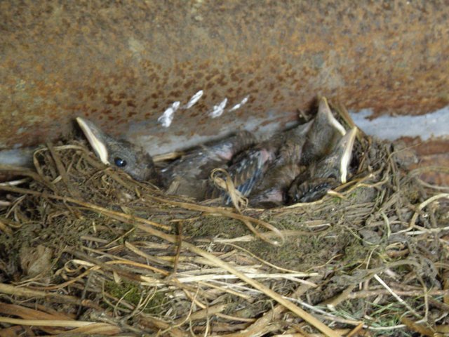 black chicks 8 days old (2) (2015_09_28 11_13_35 UTC).JPG