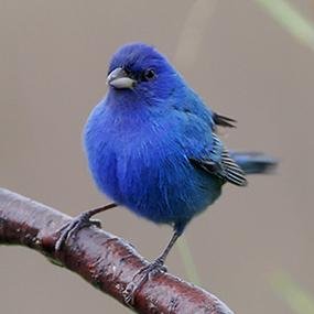 indigo-bunting-joanne-kamo-285.jpg