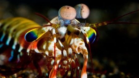 mantis-shrimp-eyes.jpg