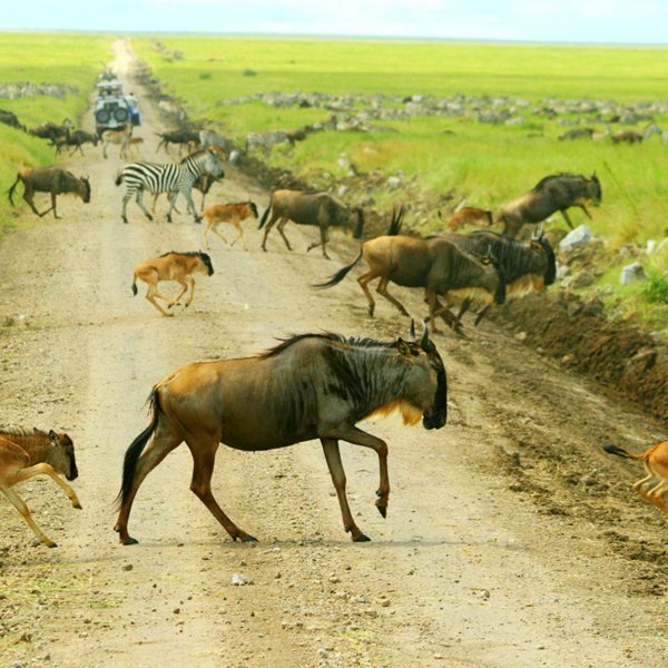 iStock_MigrationWildlife_WildebeestCalving-600x600.jpg