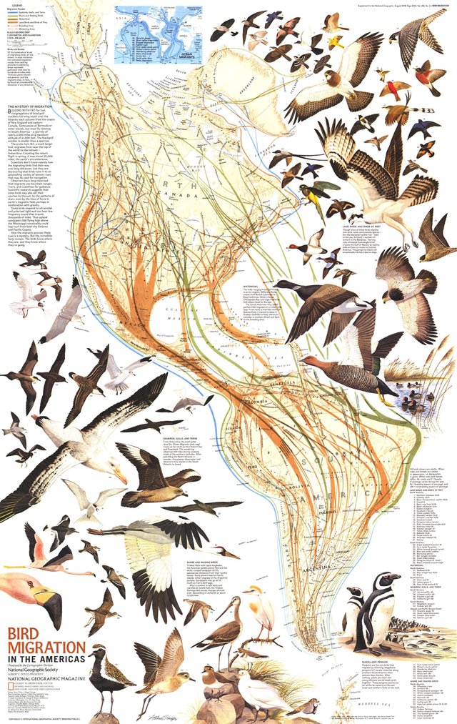 national-geographic-bird-migration-in-the-americas-map-1979.jpg