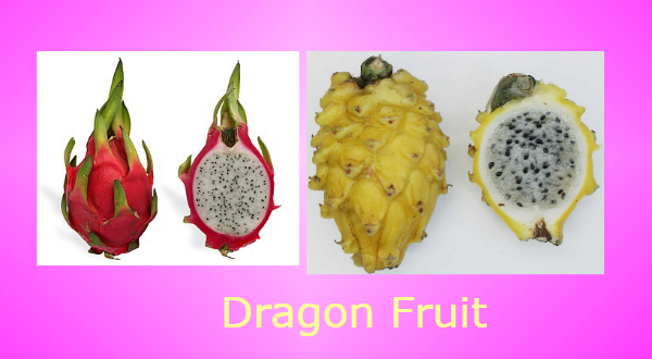 dragnfruit.png