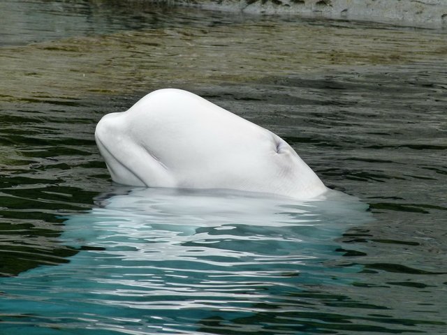 beluga-whale-170101_1280_da9f01b79b0691cd7b8bb577600e3625.jpg