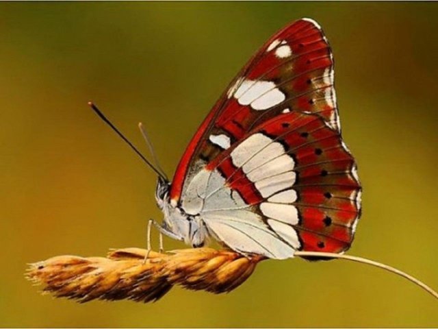 Butterfly-Pictures5.jpg