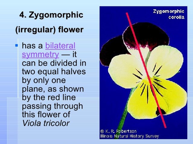 morphology-of-the-flower-part-2-7-728.jpg