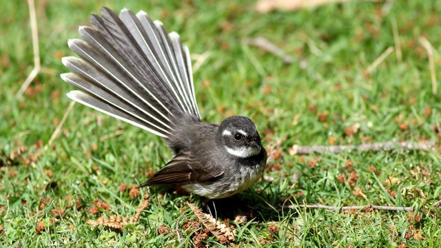 Rhipidura albiscapa Grey Fantail n2.jpg