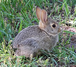 250px-Rabbit_in_montana.jpg