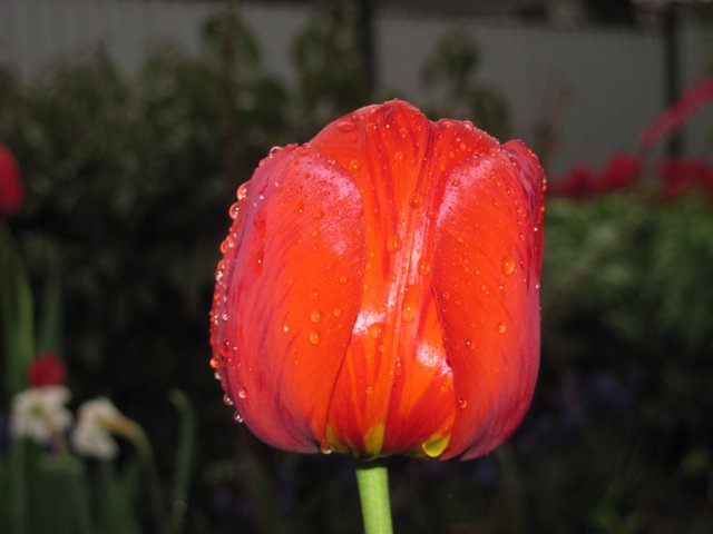 tulips