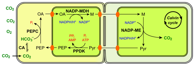 C4_photosynthesis_NADP-ME_type_en.svg.png