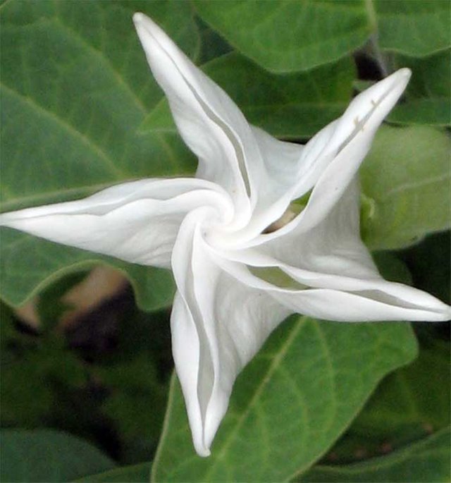 Moon-Flower-Blooms.jpg