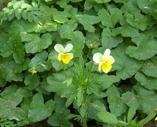 Old North - GOF heartsease crop May 2015 .jpg