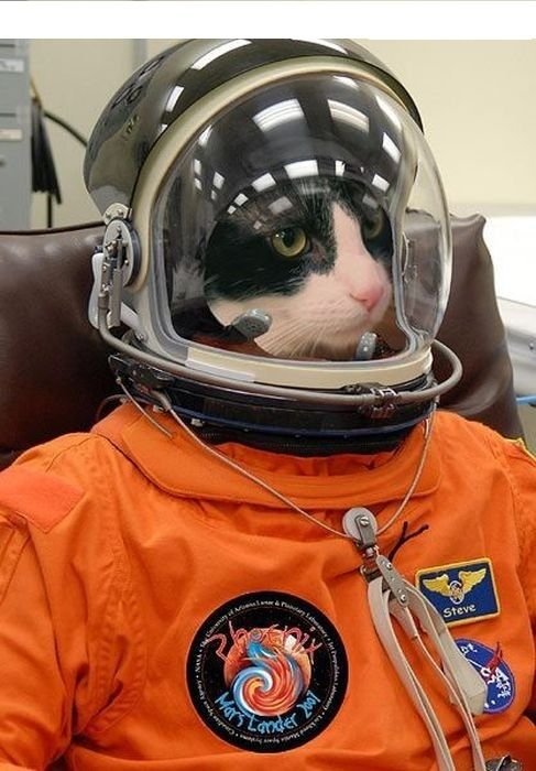 17343-9Z6I-prima-pisica-astronaut.jpg
