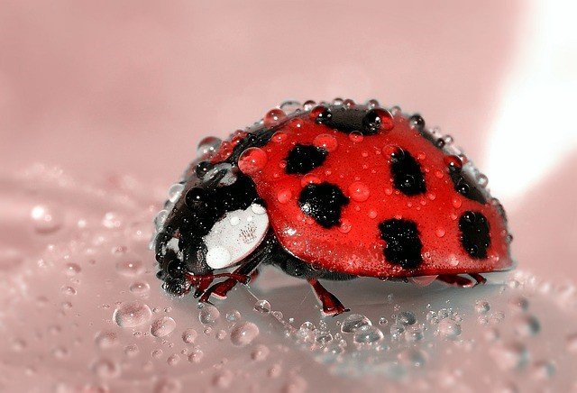 s-ladybug-1036453_640.jpg