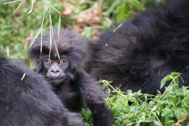 Mountain Gorilla.jpg