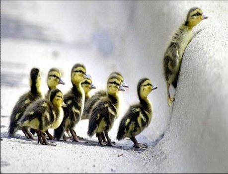 ducks-follow-the-leader.jpg
