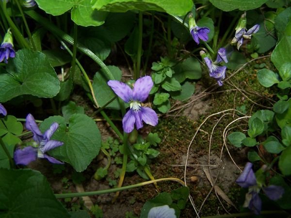 Walkway - purple freckle violet1 crop May 2018.jpg