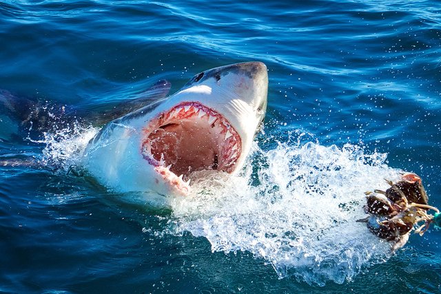 gansbaai-great-white-shark-XL.jpg