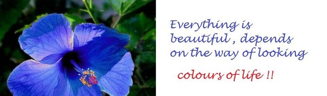 Blue-Hibiscus-Flower.jpg