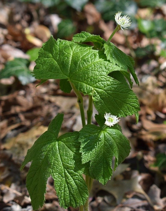 goldenseal-2225968_960_720.jpg