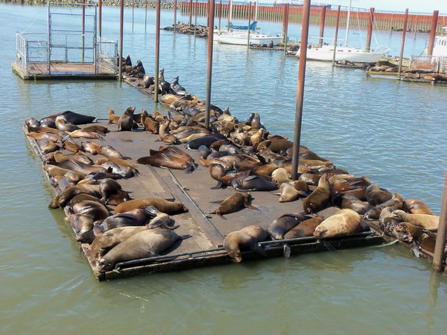 sealions1.jpg