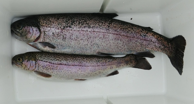 Two Rainbow Trout in Cooler.png