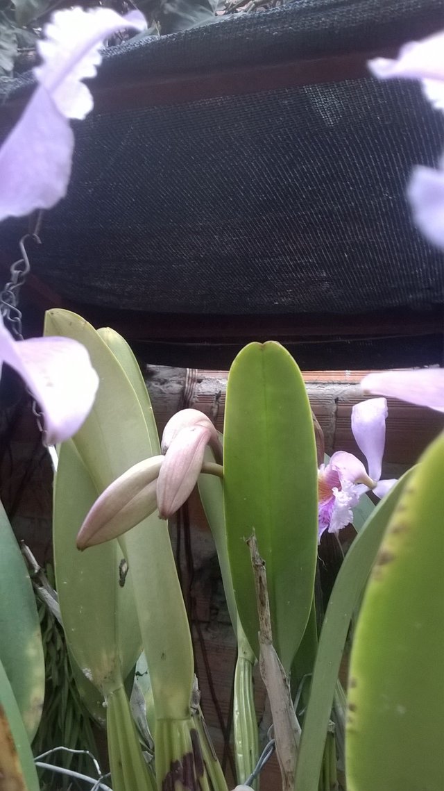WP_20180419_005.jpg