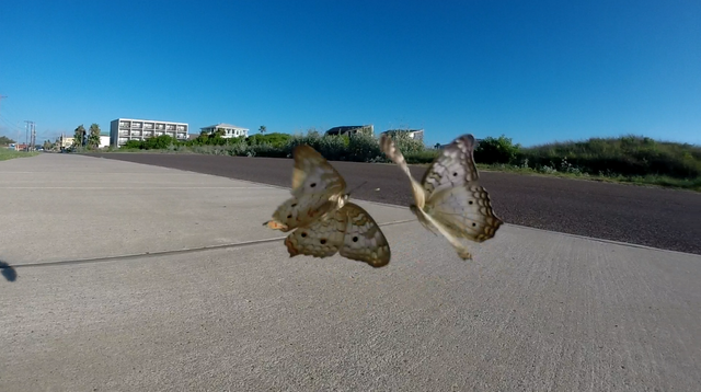 butterfly fight 2.png