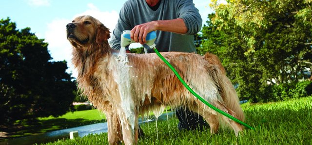 1349764899_Dog-Grooming-Basics.jpg