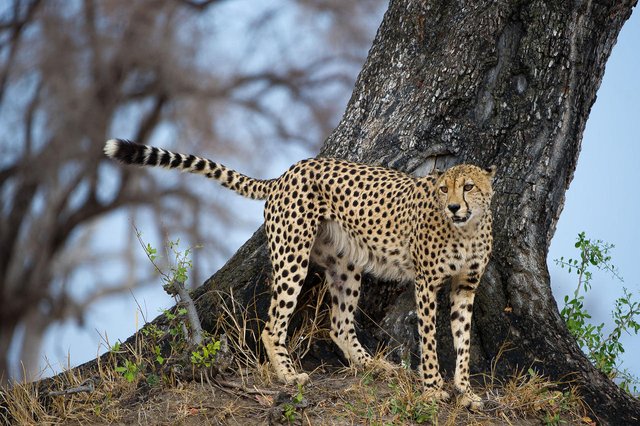 1383576245_7!!-!!Hwange National Park  Cheetah.jpg