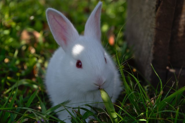 rabbit-3273987.jpg
