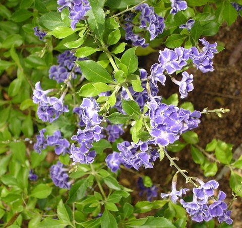 Duranta-erecta-Sky-Flower-1006x949 (1).jpg