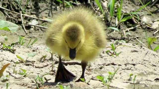 duck-1969647_1280.jpg