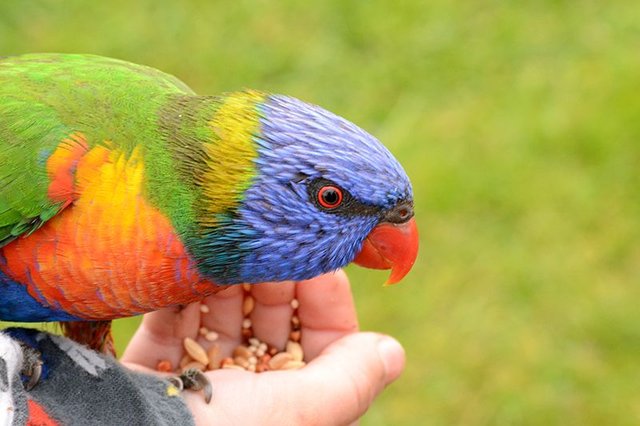 lorikeet.jpg