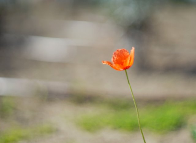 poppy flower bokeh.jpg