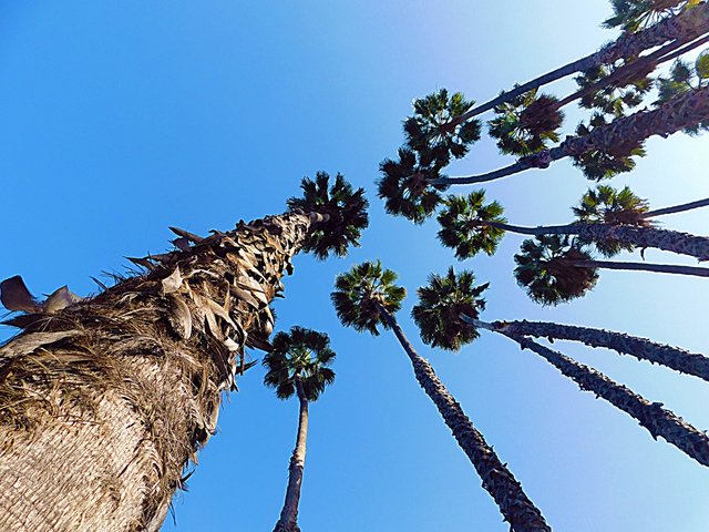 los angeles arboretum, flowers of paradise, birds of paradise, animalphotography, jeronimo rubio (178).JPG