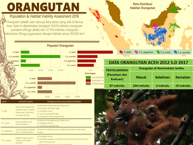 Orang hutan.png