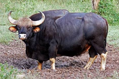 A state animal of Nagaland-Bos Gaurus — Steemit