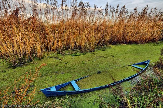 Anzali Lagoon.jpg