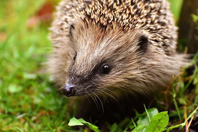 hedgehog-child-3070176__480.jpg